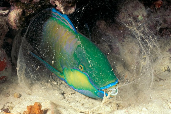 prager_plate_009_parrotfish